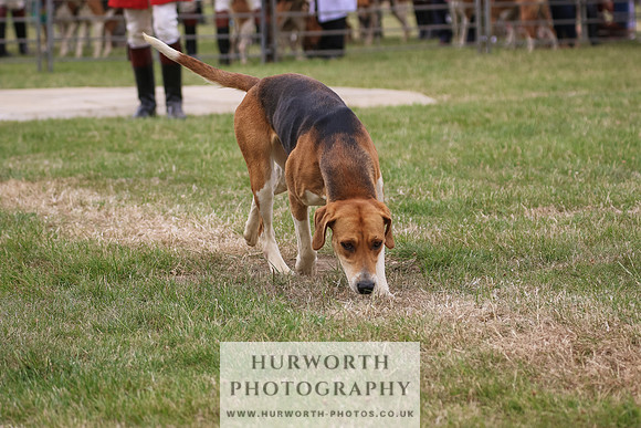 Hurworth Hunt 074