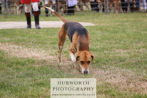 Hurworth Hunt 075