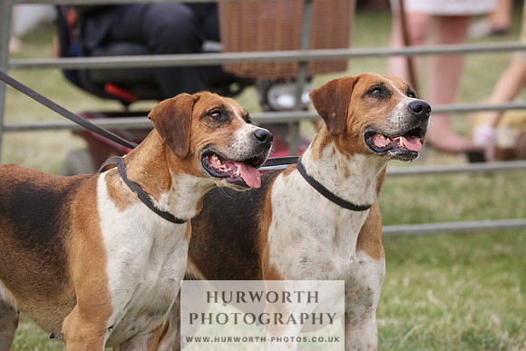 Hurworth Hunt 078