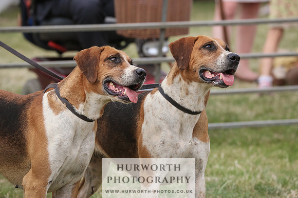 Hurworth Hunt 079
