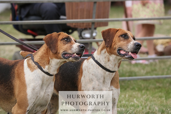 Hurworth Hunt 080