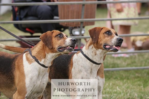 Hurworth Hunt 081