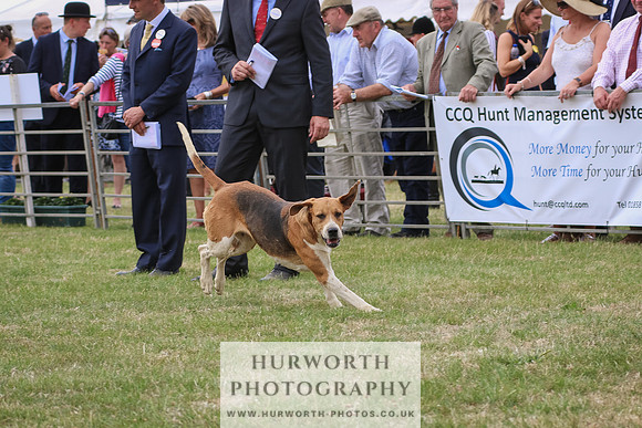 Hurworth Hunt 092