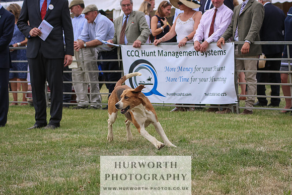 Hurworth Hunt 093