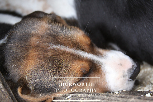 Hurworth Hunt Hound Pups 171