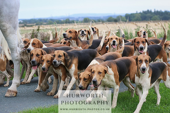 Hurworth Hunt 203