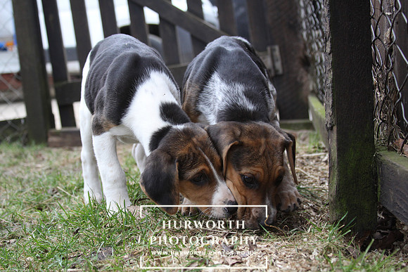Hurworth Hunt Hound Pups 056