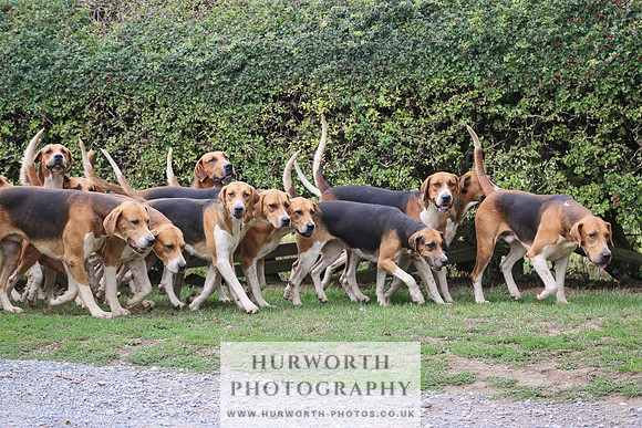 Hurworth Hunt 315