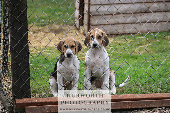 Hurworth Hunt 371