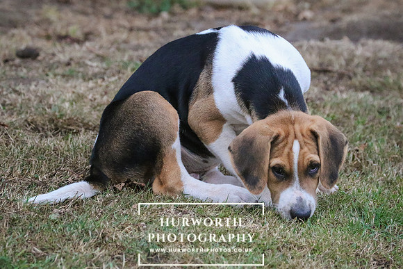 Hurworth Hunt 003