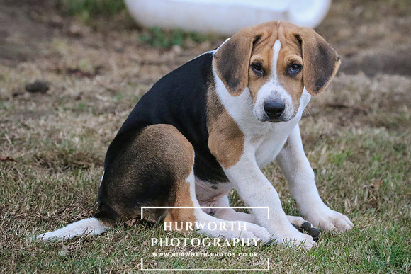 Hurworth Hunt 005