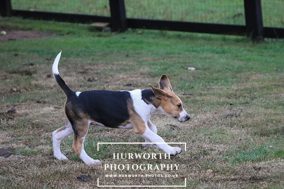 Hurworth Hunt 008
