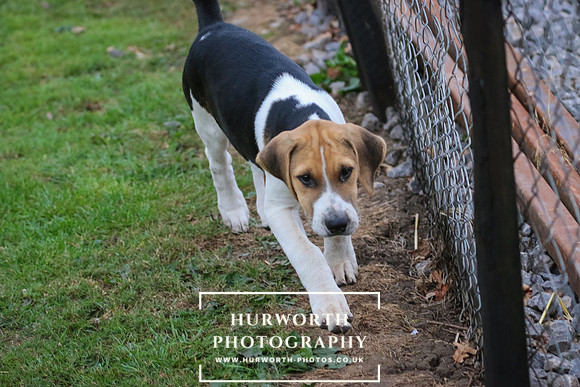 Hurworth Hunt 013