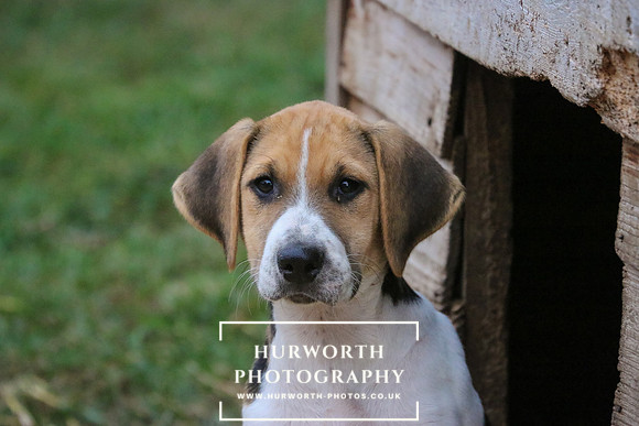 Hurworth Hunt 028