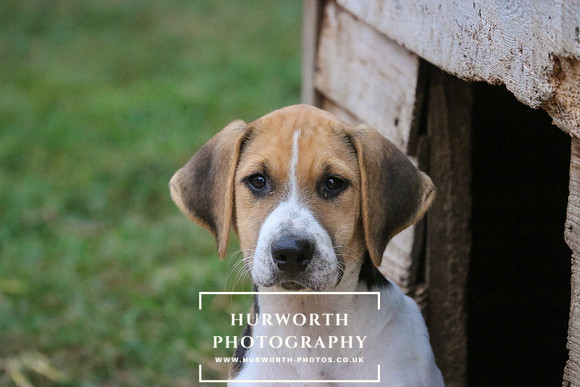 Hurworth Hunt 029