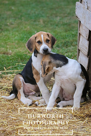 Hurworth Hunt 031