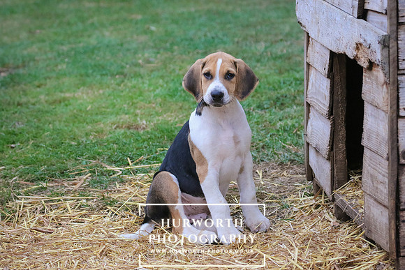 Hurworth Hunt 035