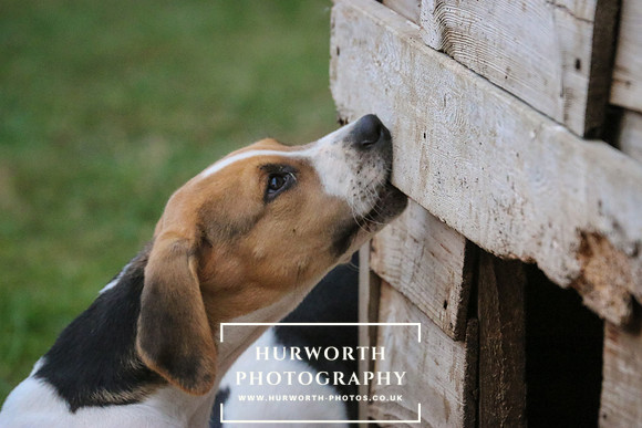 Hurworth Hunt 037