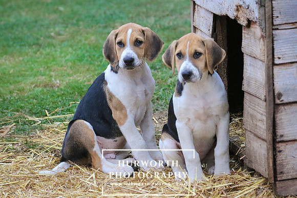 Hurworth Hunt 040