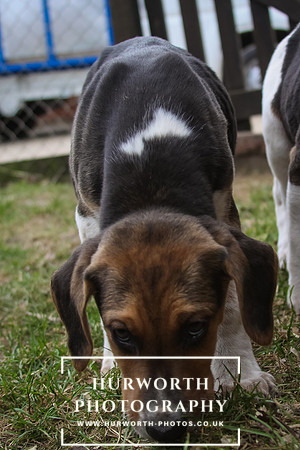 Hurworth Hunt Hound Pups 061