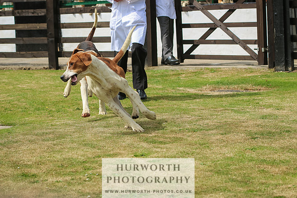 Hunter Hunt 030