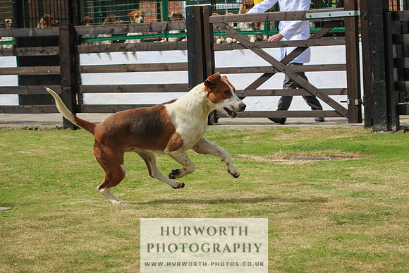 Hunter Hunt 031