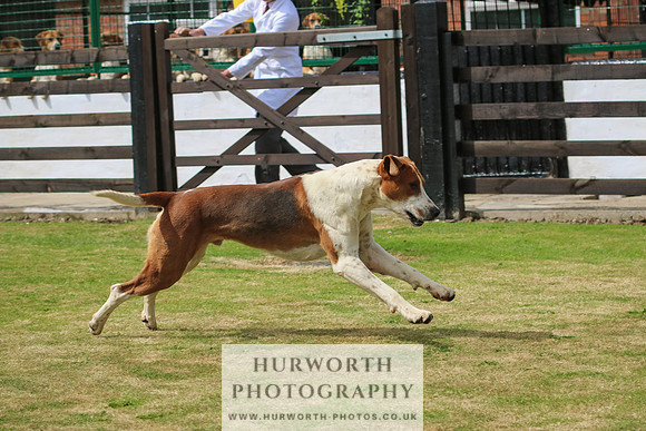 Hunter Hunt 032