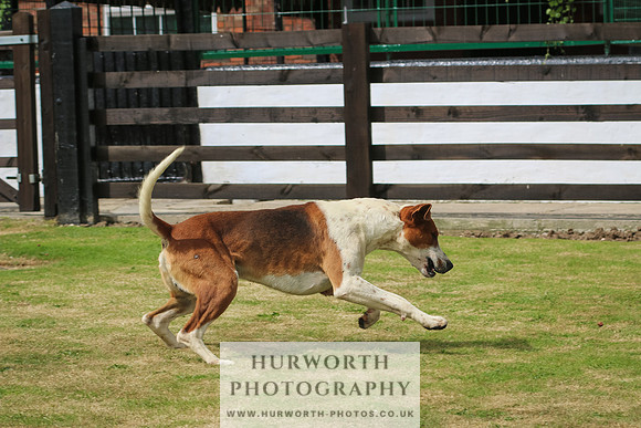 Hunter Hunt 034