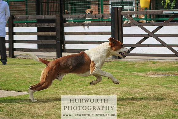 Hunter Hunt 036