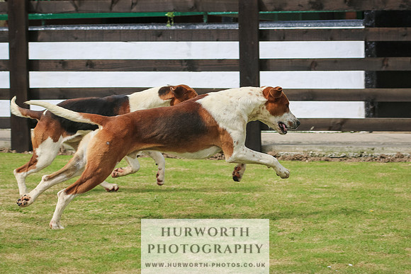 Hunter Hunt 039