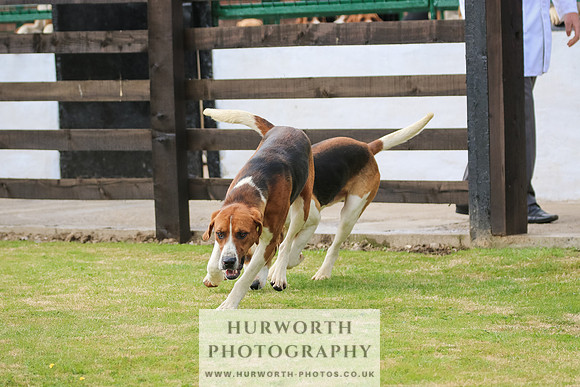 Hunter Hunt 060