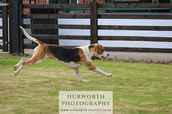 Hunter Hunt 067