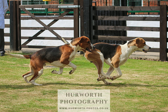 Hunter Hunt 071