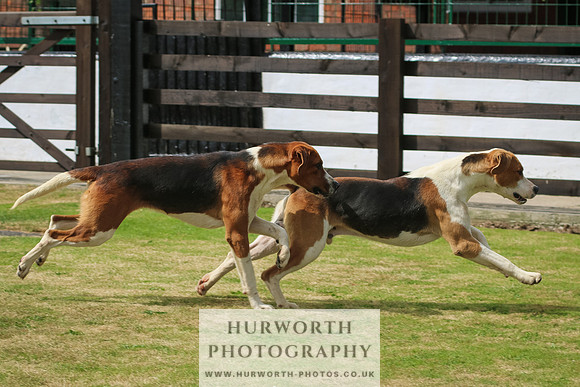 Hunter Hunt 072