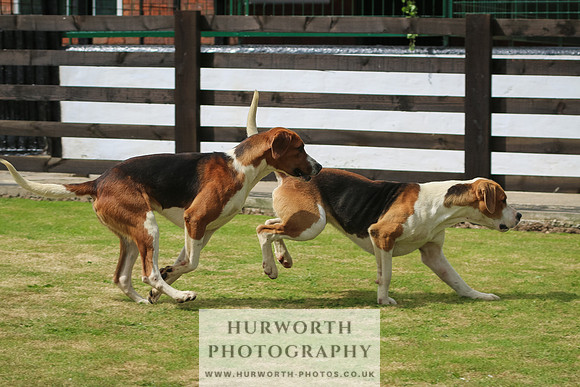 Hunter Hunt 073