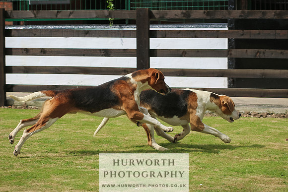 Hunter Hunt 074