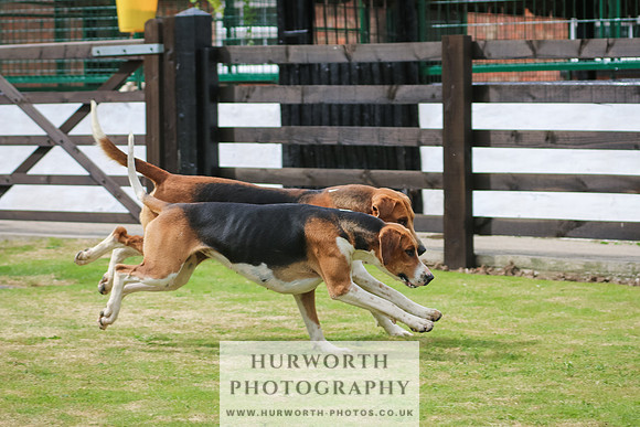 Hunter Hunt 142