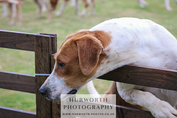 Hunter Hunt 184