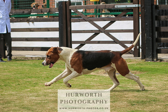 Hunter Hunt 038
