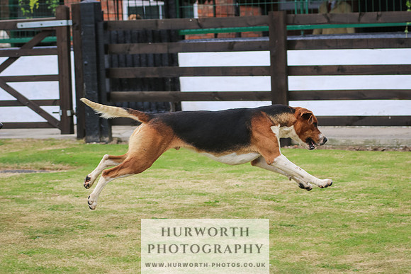Hunter Hunt 045