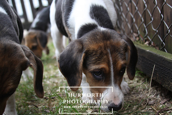 Hurworth Hunt Hound Pups 063