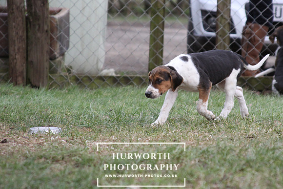 Hurworth Hunt Hound Pups 064
