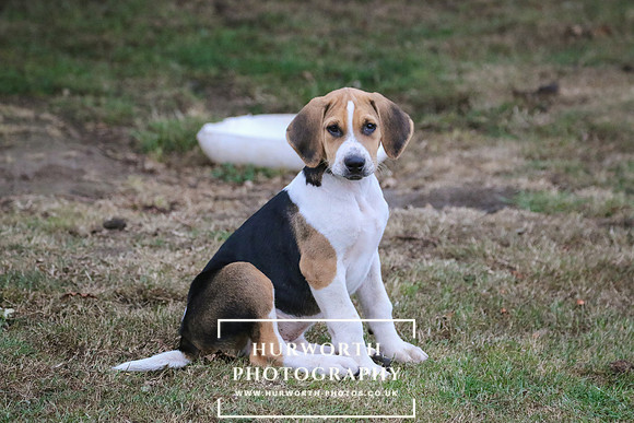 Hurworth Hunt 001