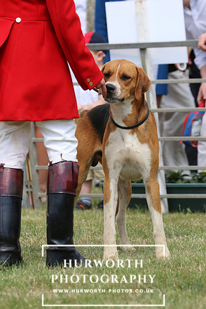 Hurworth Hunt 020