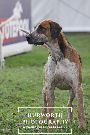 Countryside Raceday 116