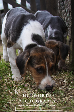 Hurworth Hunt Hound Pups 059