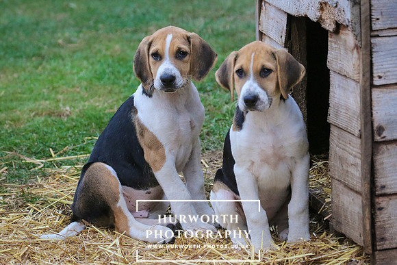 Hurworth Hunt 041