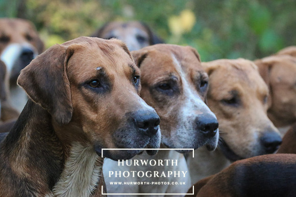 Hurworth Hunt 332