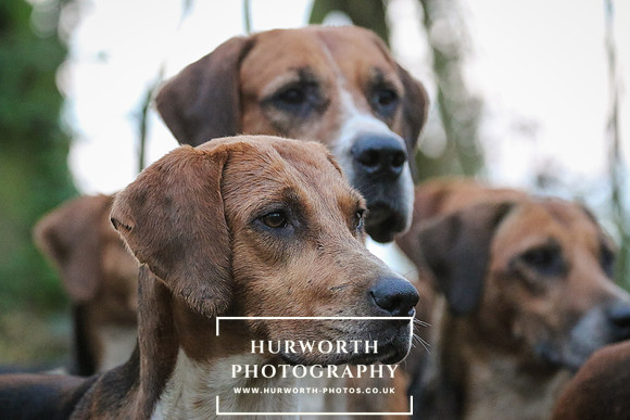 Hurworth Hunt 337