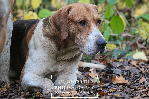 Hurworth Hunt 339